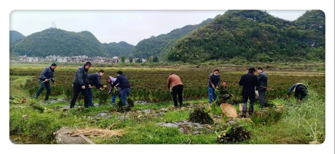 萵筍價(jià)格最新動(dòng)態(tài)，市場(chǎng)行情分析