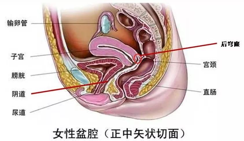 精子窩最新研究進(jìn)展及其影響分析概述