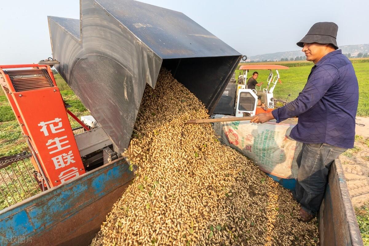 中国花生网最新价格动态及花生行情分析