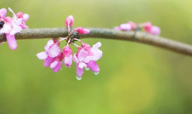 露泣梨花白如玉，深情动人的故事在线阅读